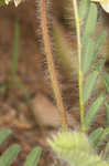 Tennessee milkvetch